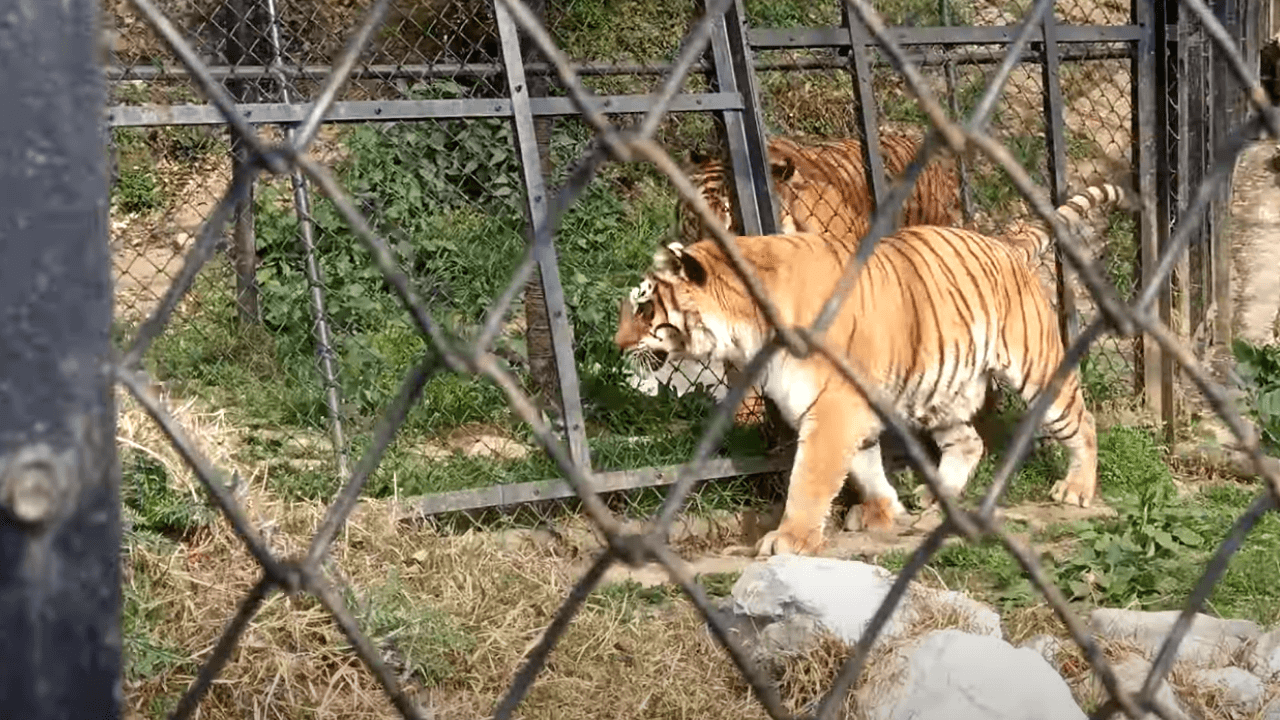 Nainital Zoo in Nainital Uttarakhand